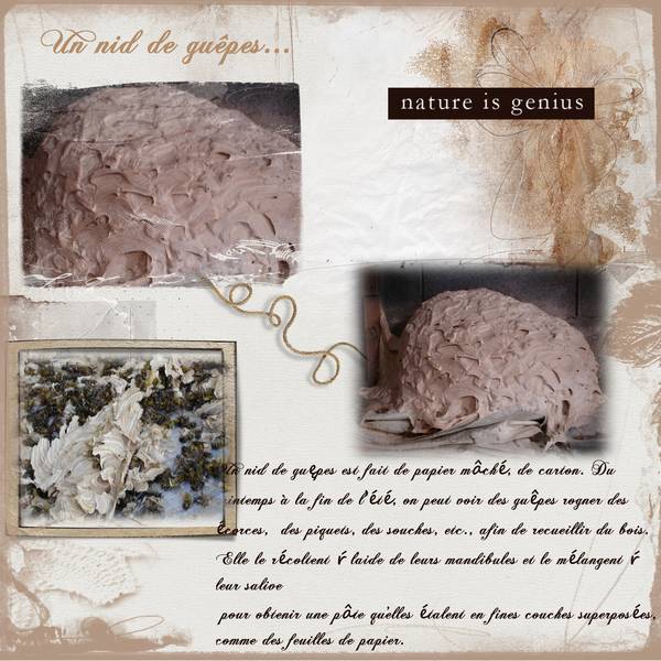 Nid de guêpes...