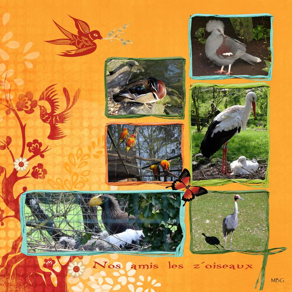 Nos amis les z'oiseaux