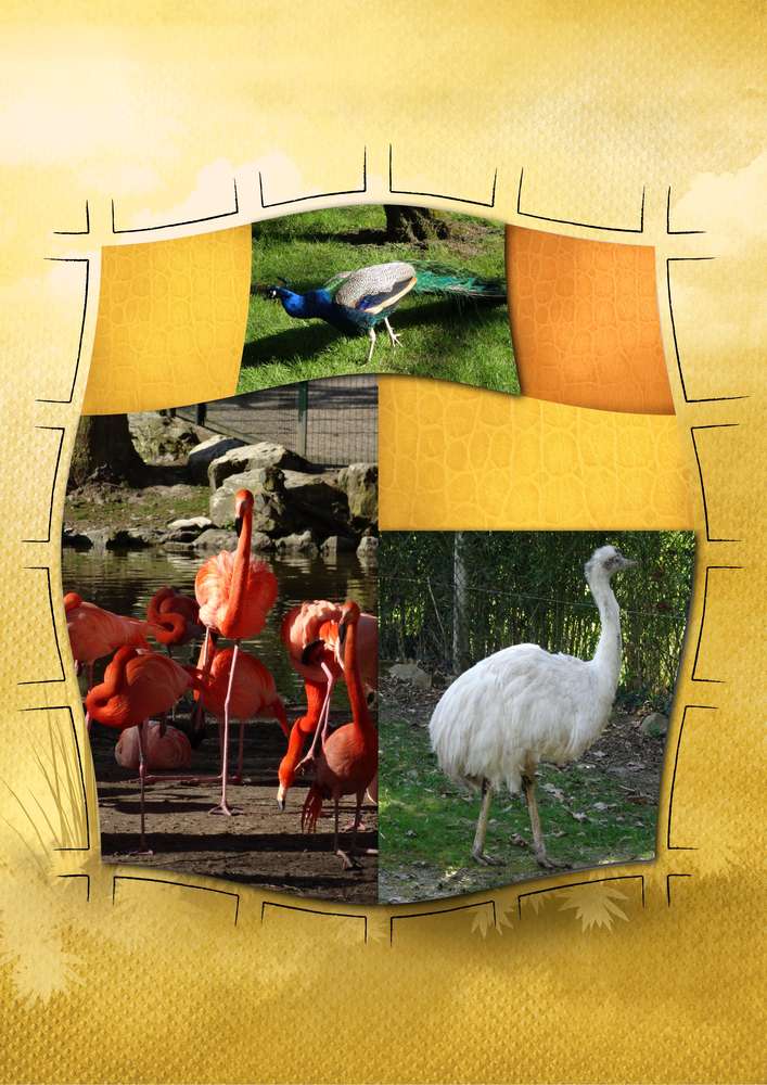 Nos amis les z'oiseaux