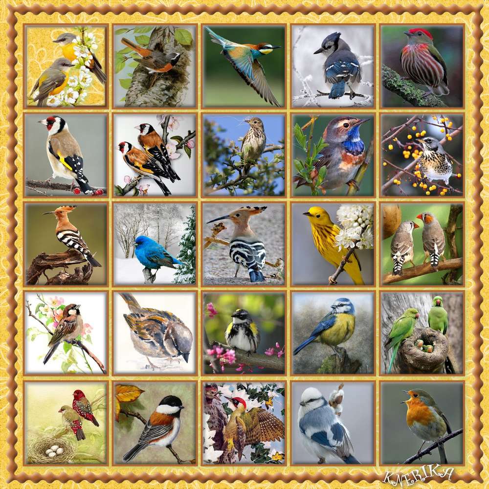 Nos_oiseaux_du_17-02-19_OK__1_