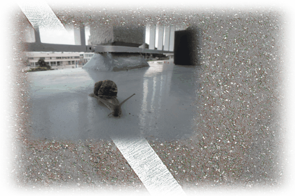 notre animal de compagnie........