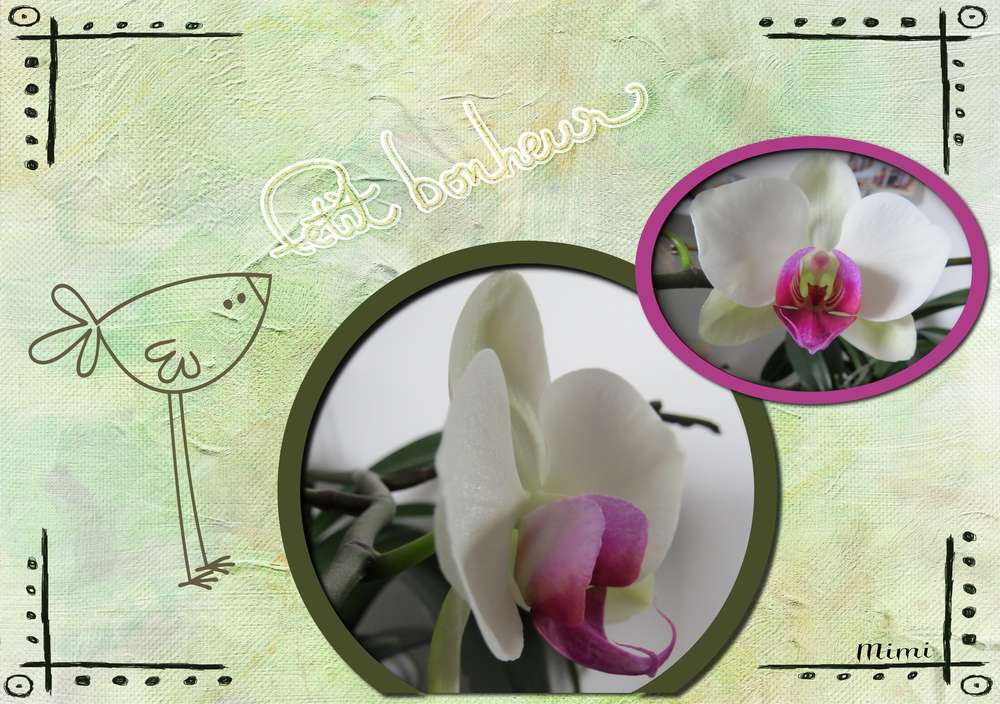 notre orchidée