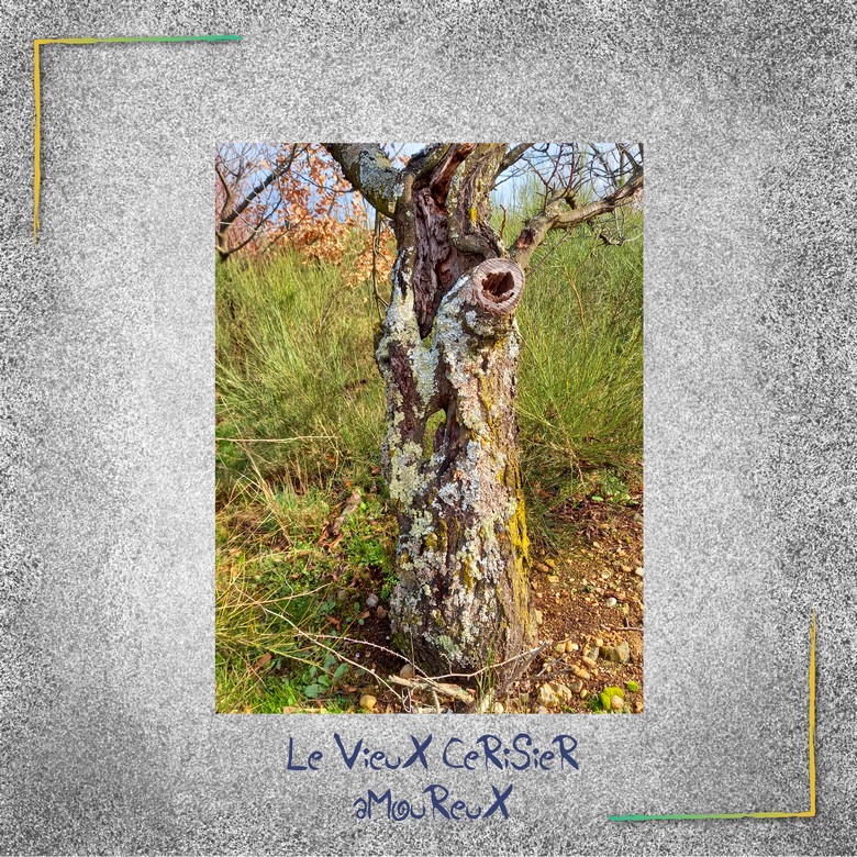 NOUS AVONS BIEN VIEILLIS ENSEMBLE LE CERISIER .jpg