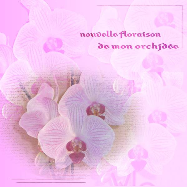 nouvelle floraison