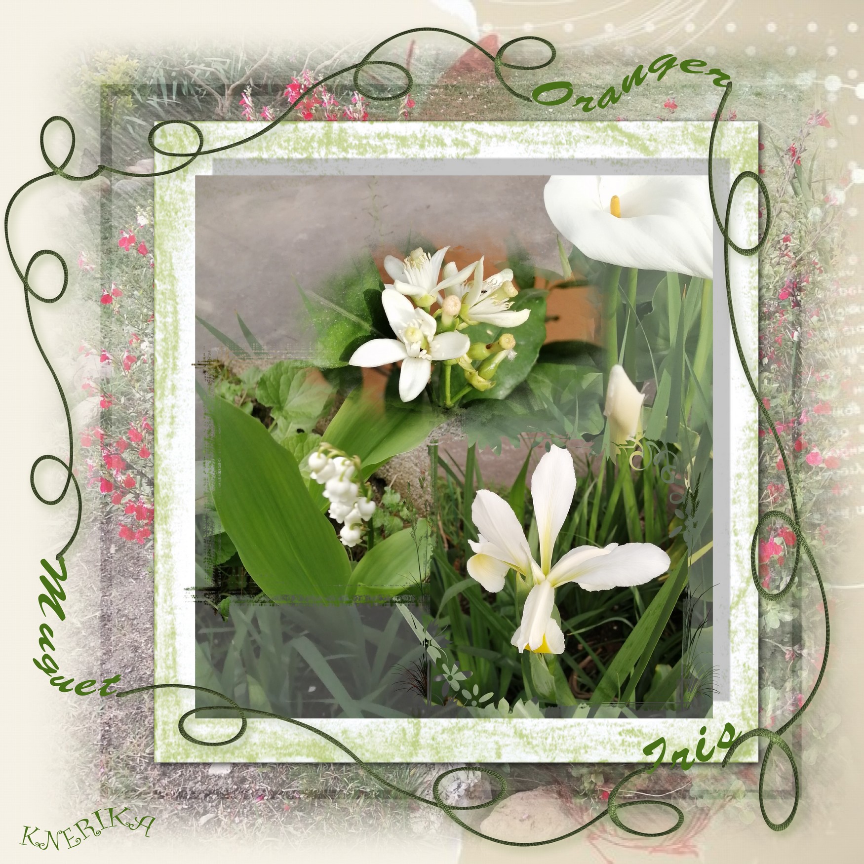 Nouvelles éclosions au jardin  Anne Marie .jpg