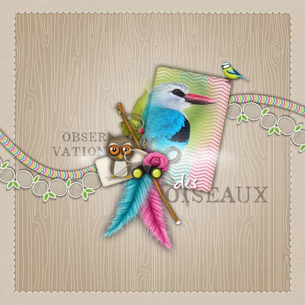 Observation des oiseaux