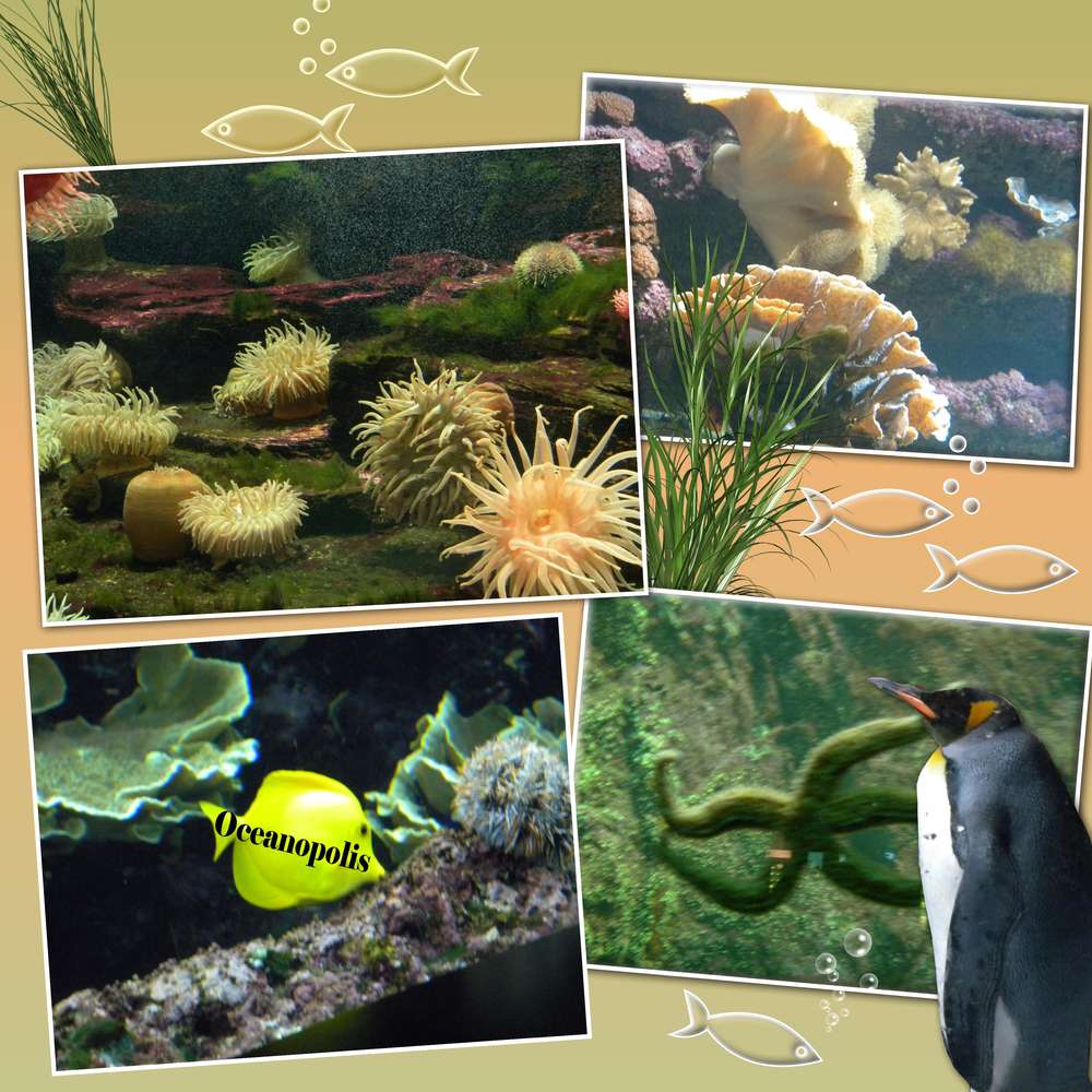 Océanopolis