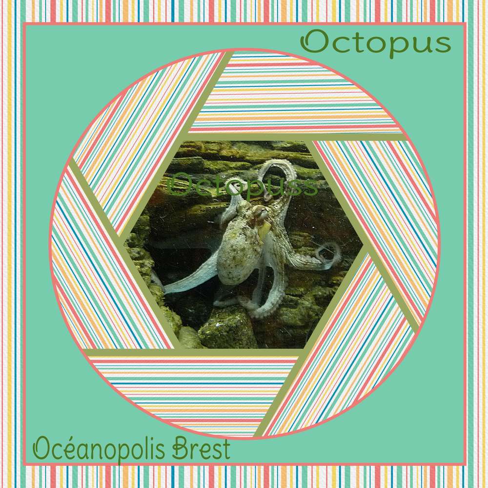 Octopus