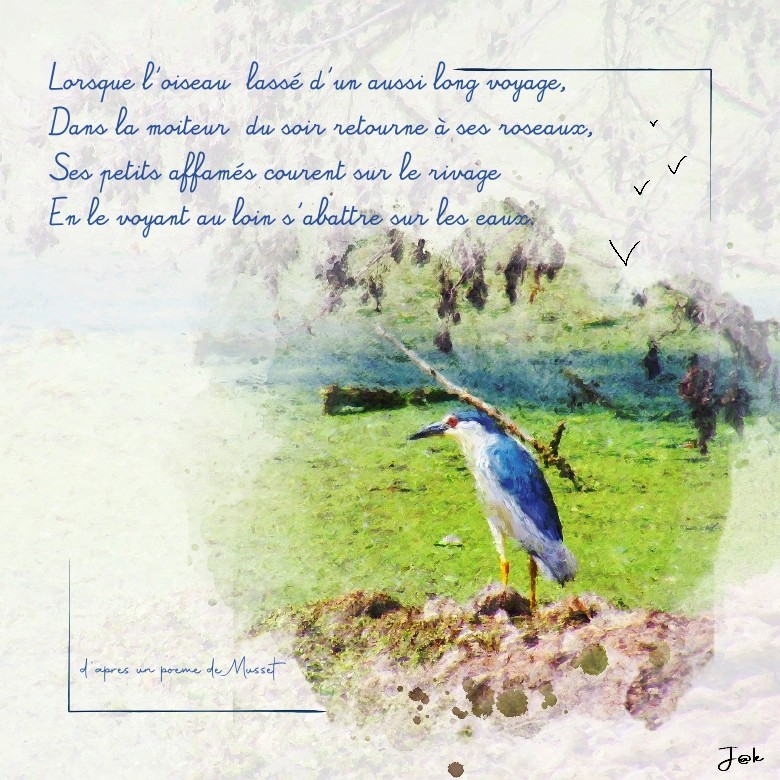 oiseau balade st galmier.jpg