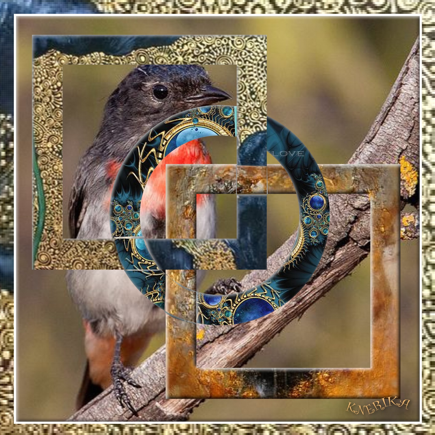 oiseau coinçé par cadres  Anne Marie