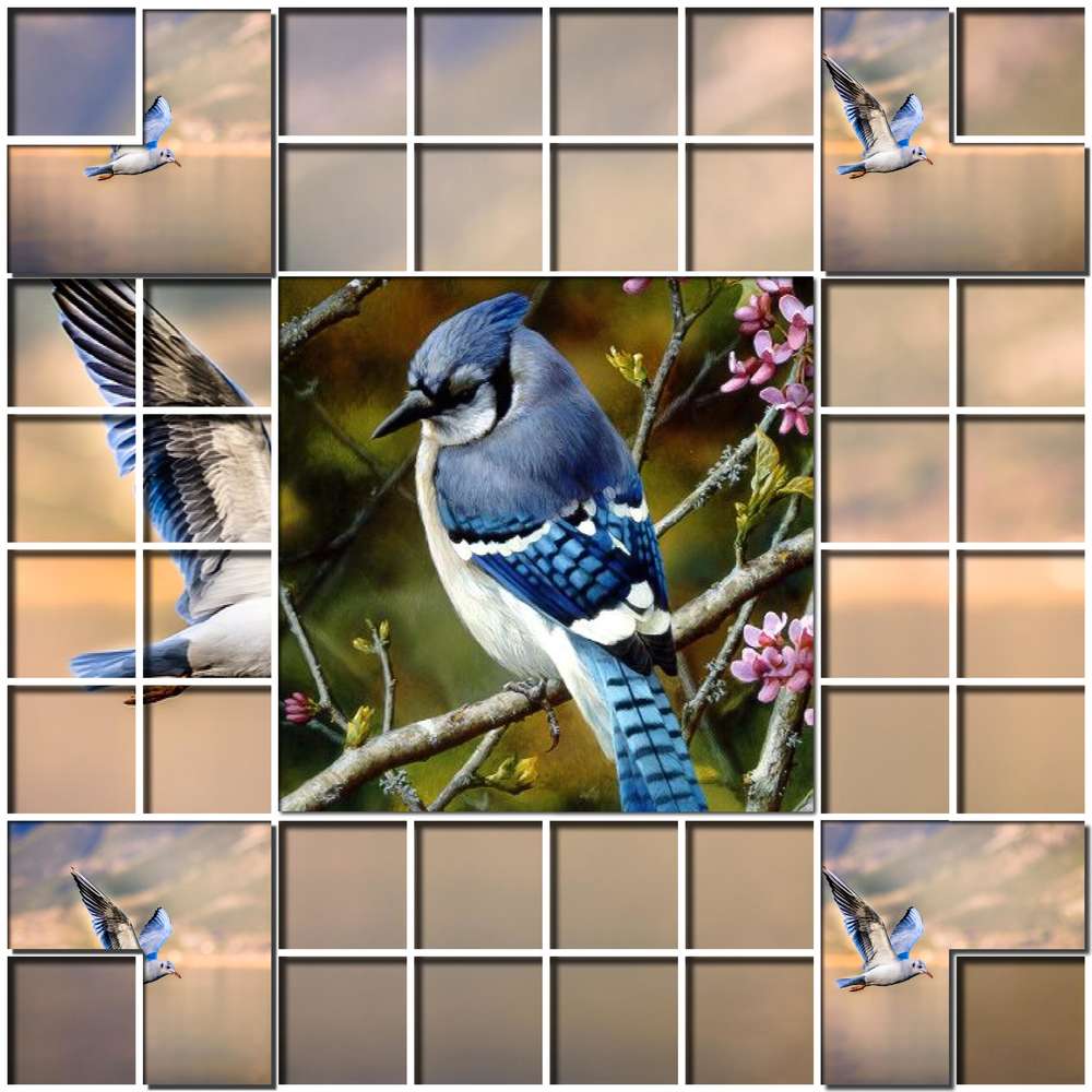 oiseau dans la nature