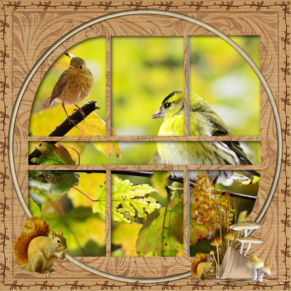 oiseau dans la nature