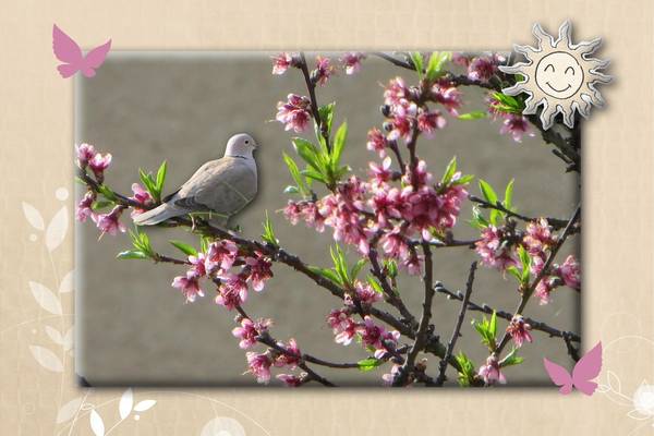 Oiseau_sur_la_branche