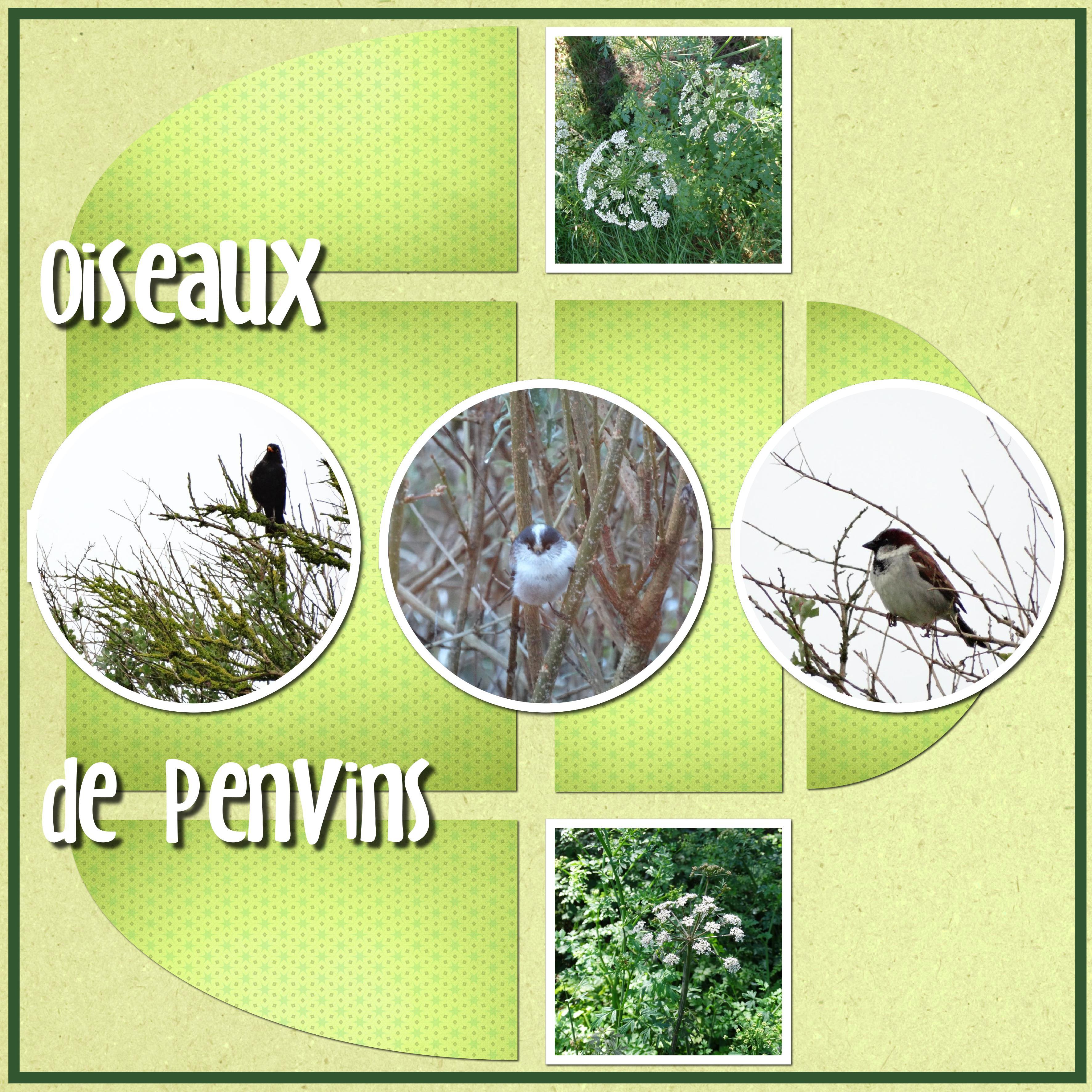 oiseaux à penvins.jpg
