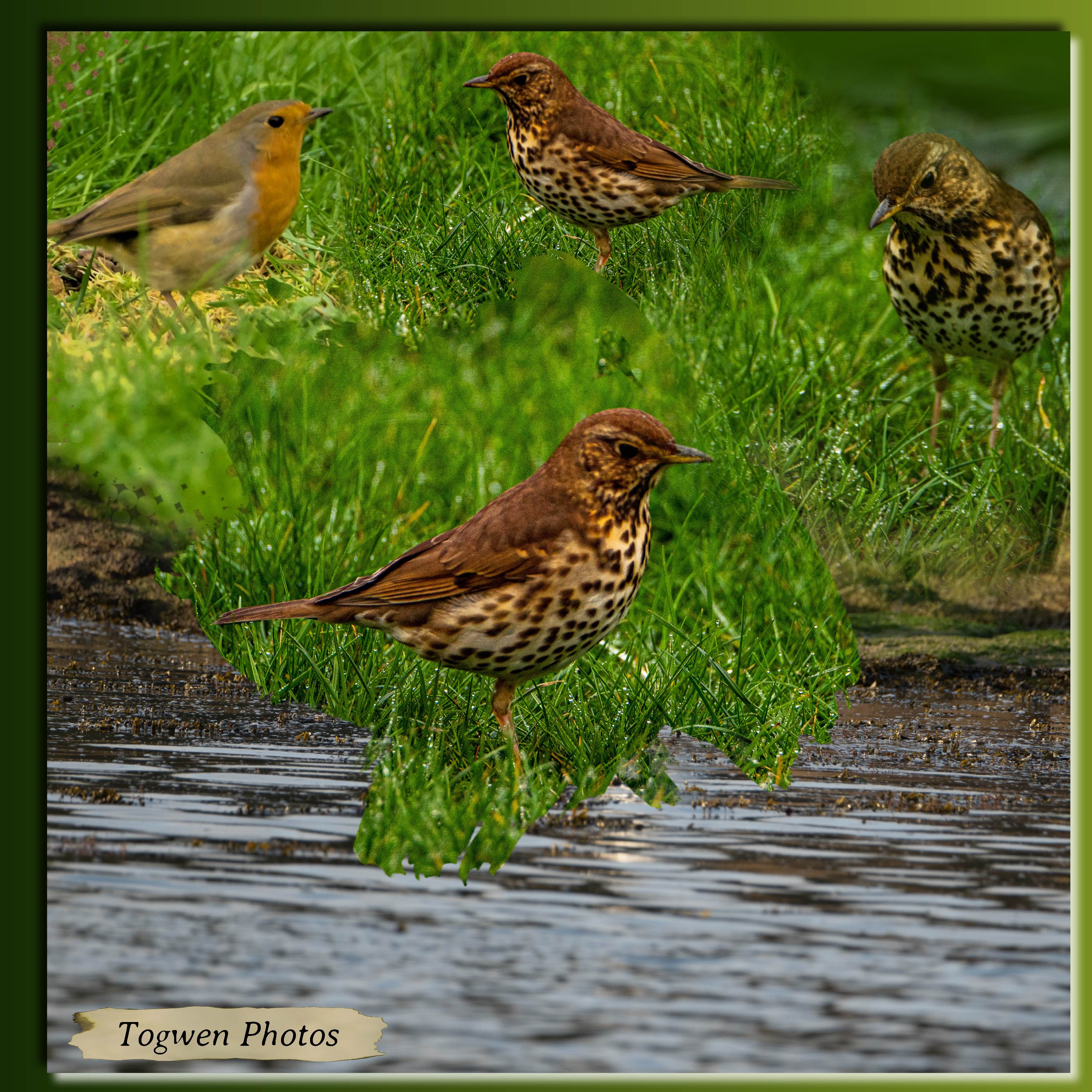 oiseaux au jardin.jpg