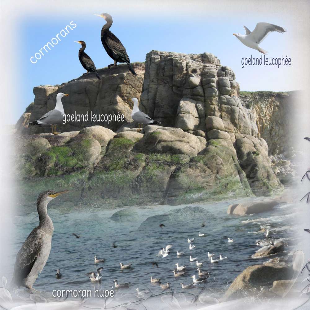 Oiseaux de la Mer d'Iroise