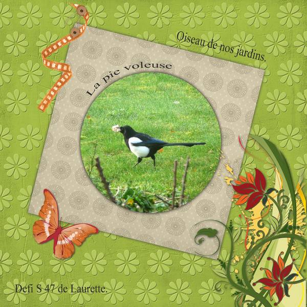 Oiseaux de nos jardins