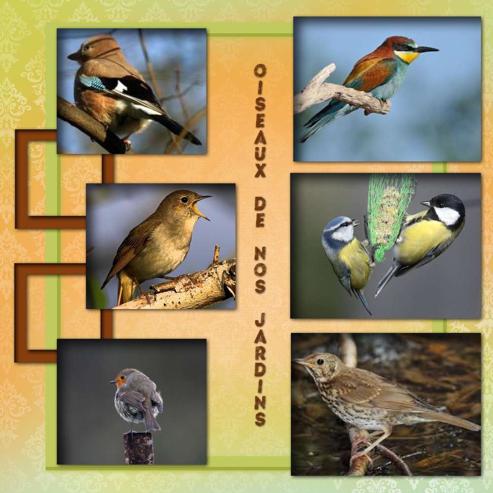 oiseaux_de_nos_jardins_2