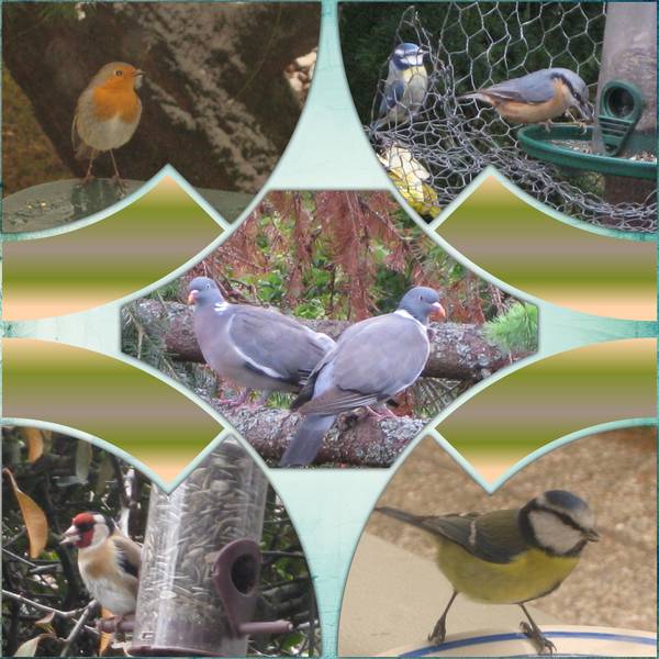 Oiseaux_du_jardin1