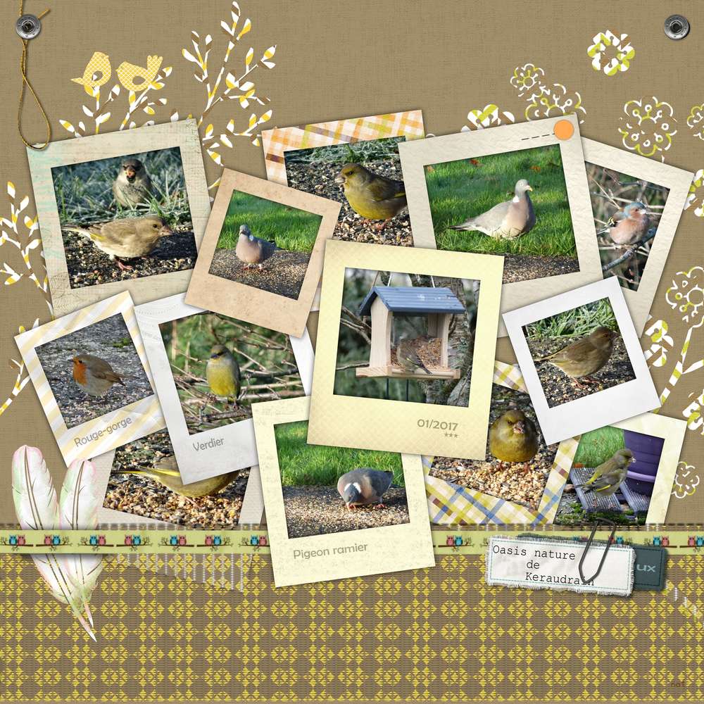 oiseaux_oasis_nature_Keraudrain