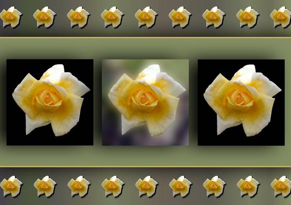 OMBRES - ROSES JAUNES