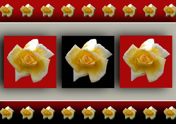 OMBRES - ROSES JAUNES