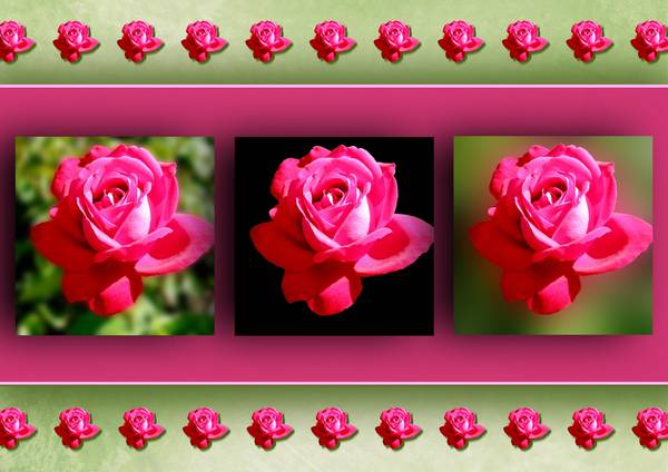 OMBRES - ROSES ROUGES