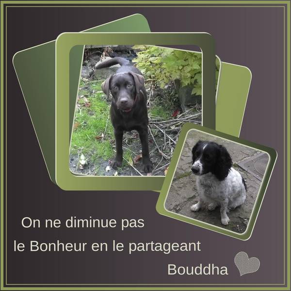 ON NE DIMINUE PAS LE BONHEUR EN LE PARTAGEANT-BOUDDHA
