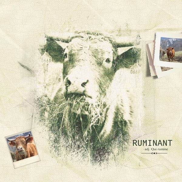 on va voir les vaches !!