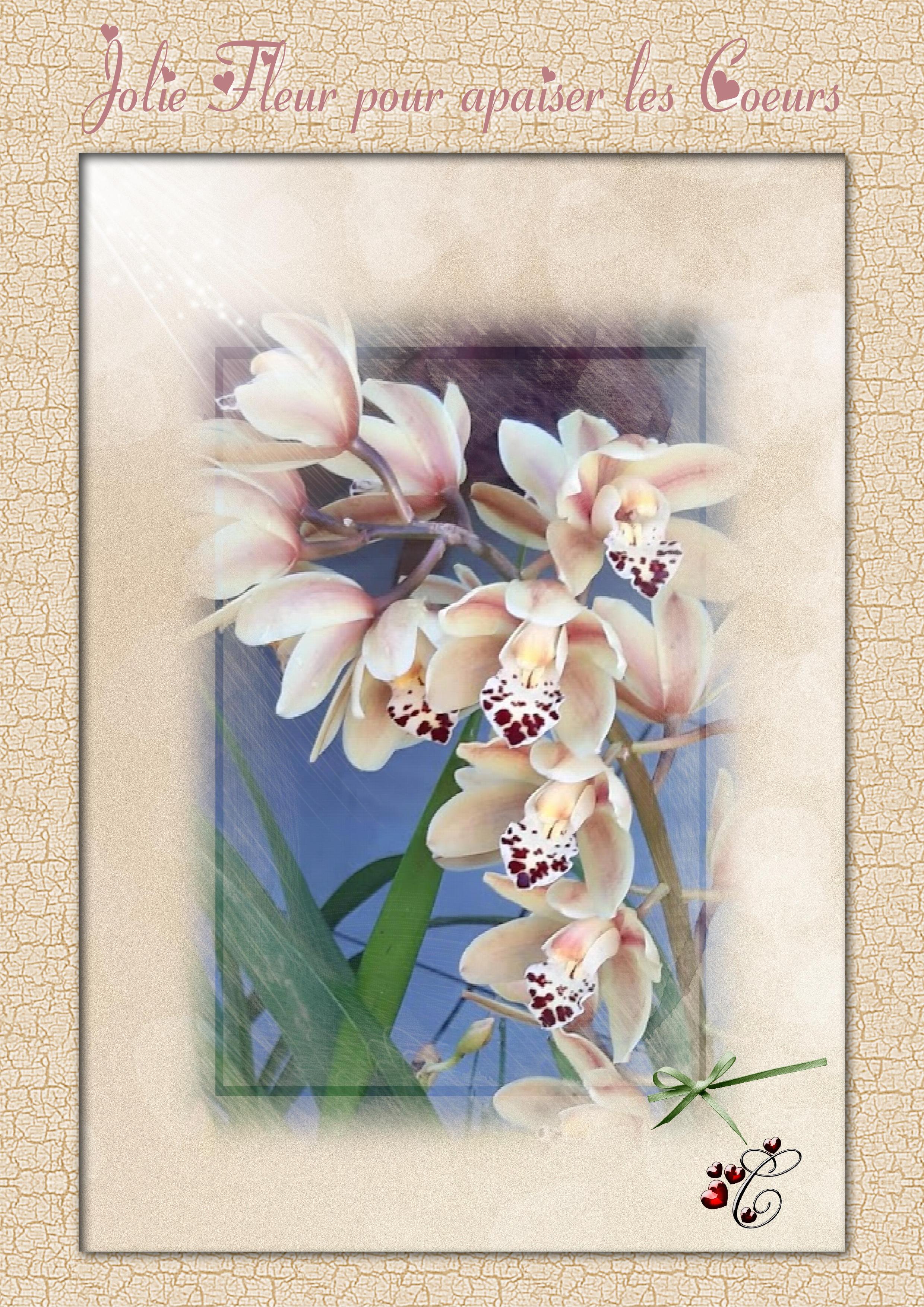 orchidée de mon jardin encadrée .jpg