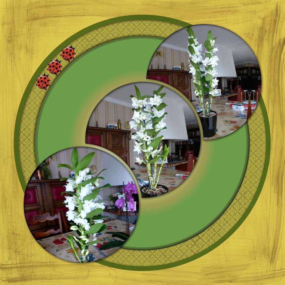 orchid__e_f__te_des_m__res_2019