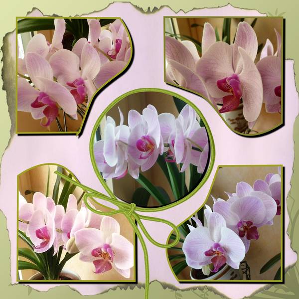 orchid__e_rose