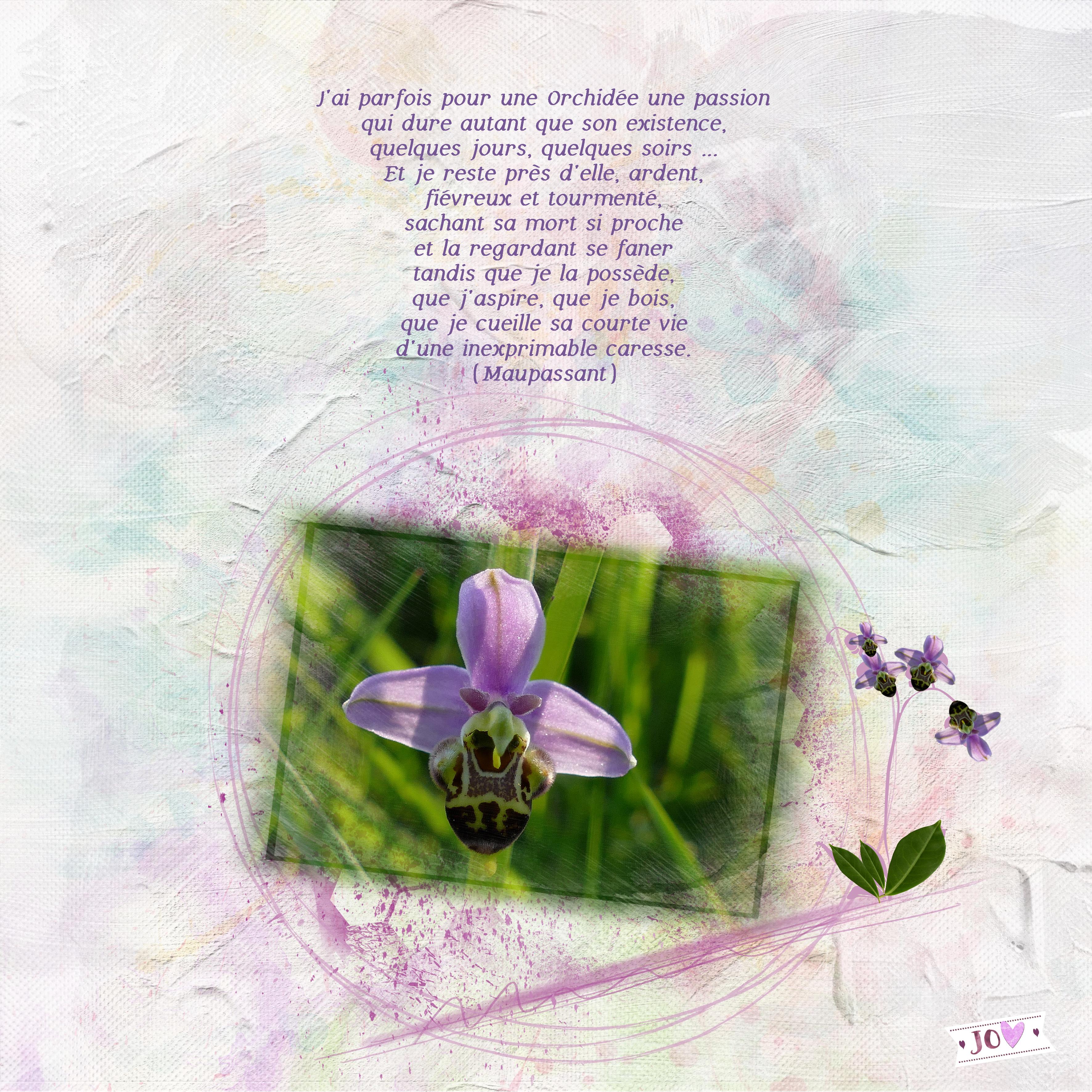 orchidée Aliselle.jpg