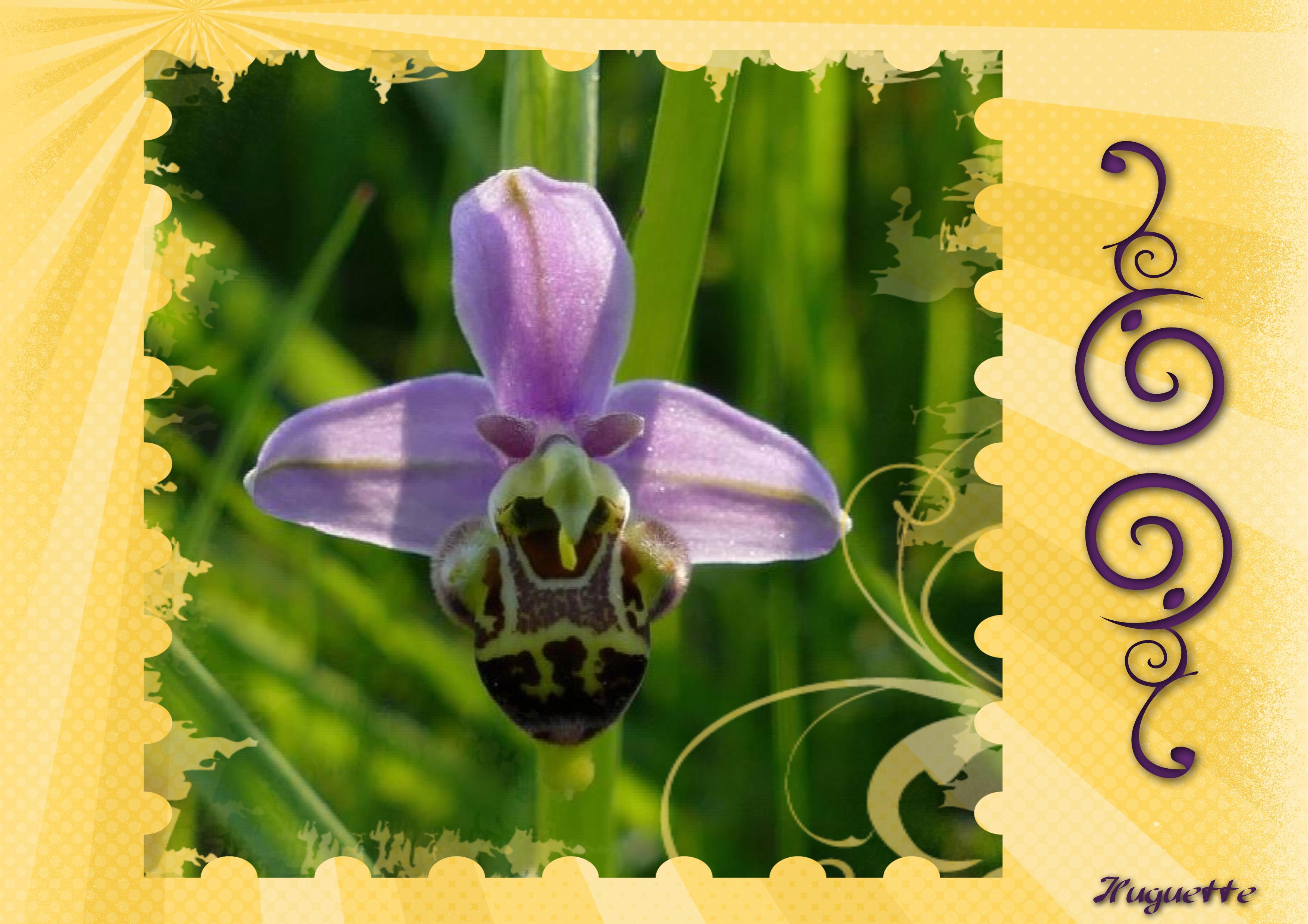 orchidée challenge.  Huguette