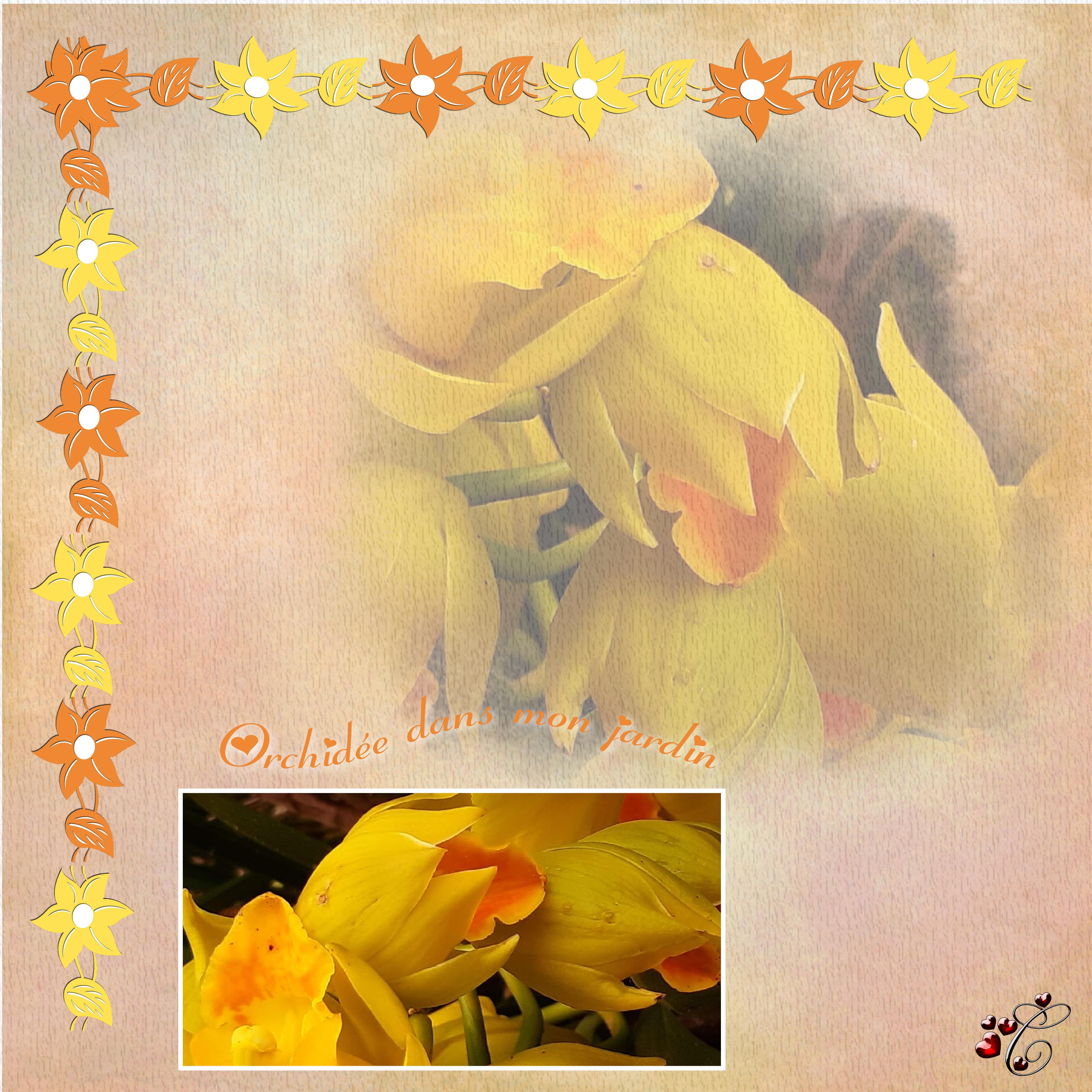 ORCHIDÉE DE MON JARDIN