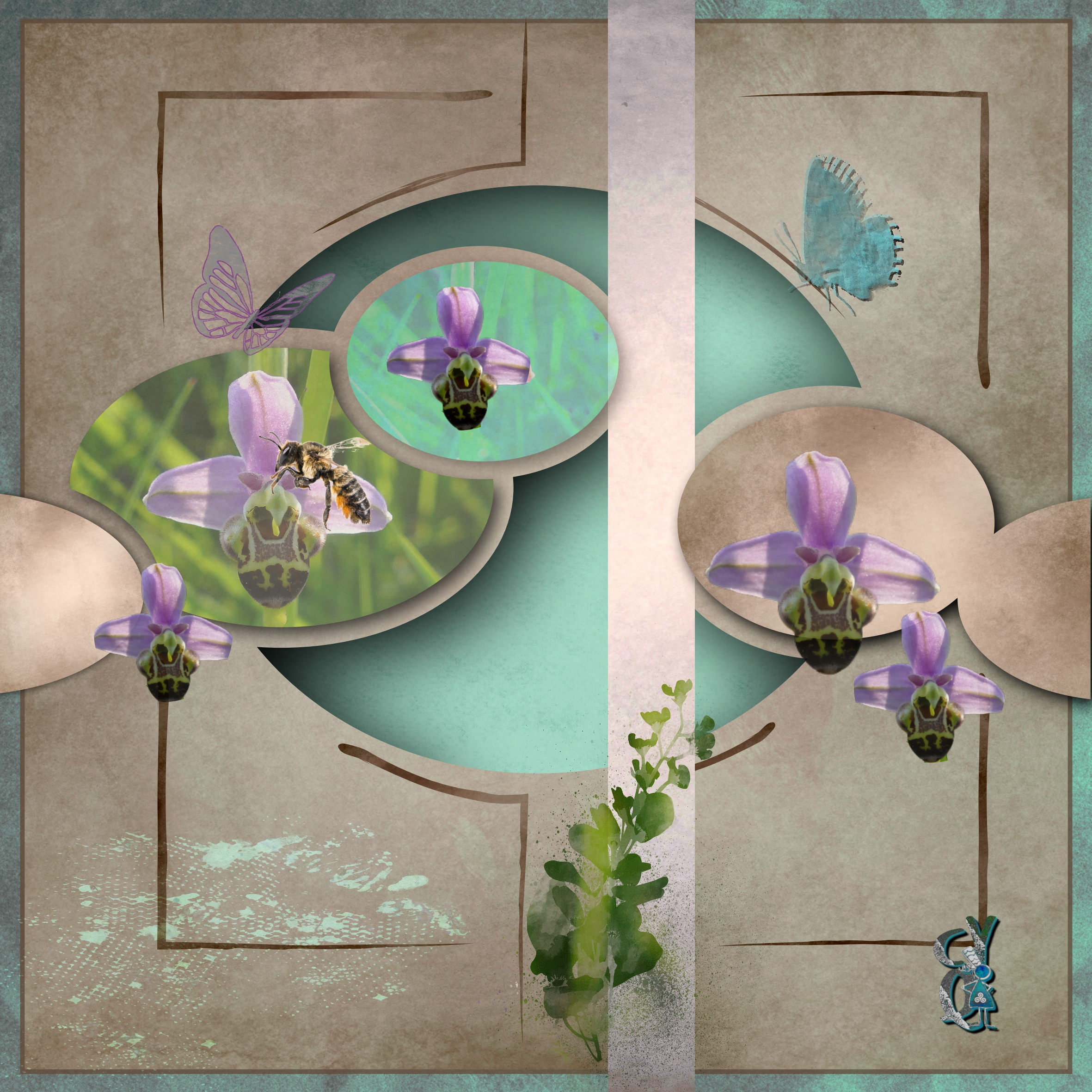 Orchidée sauvage.jpg