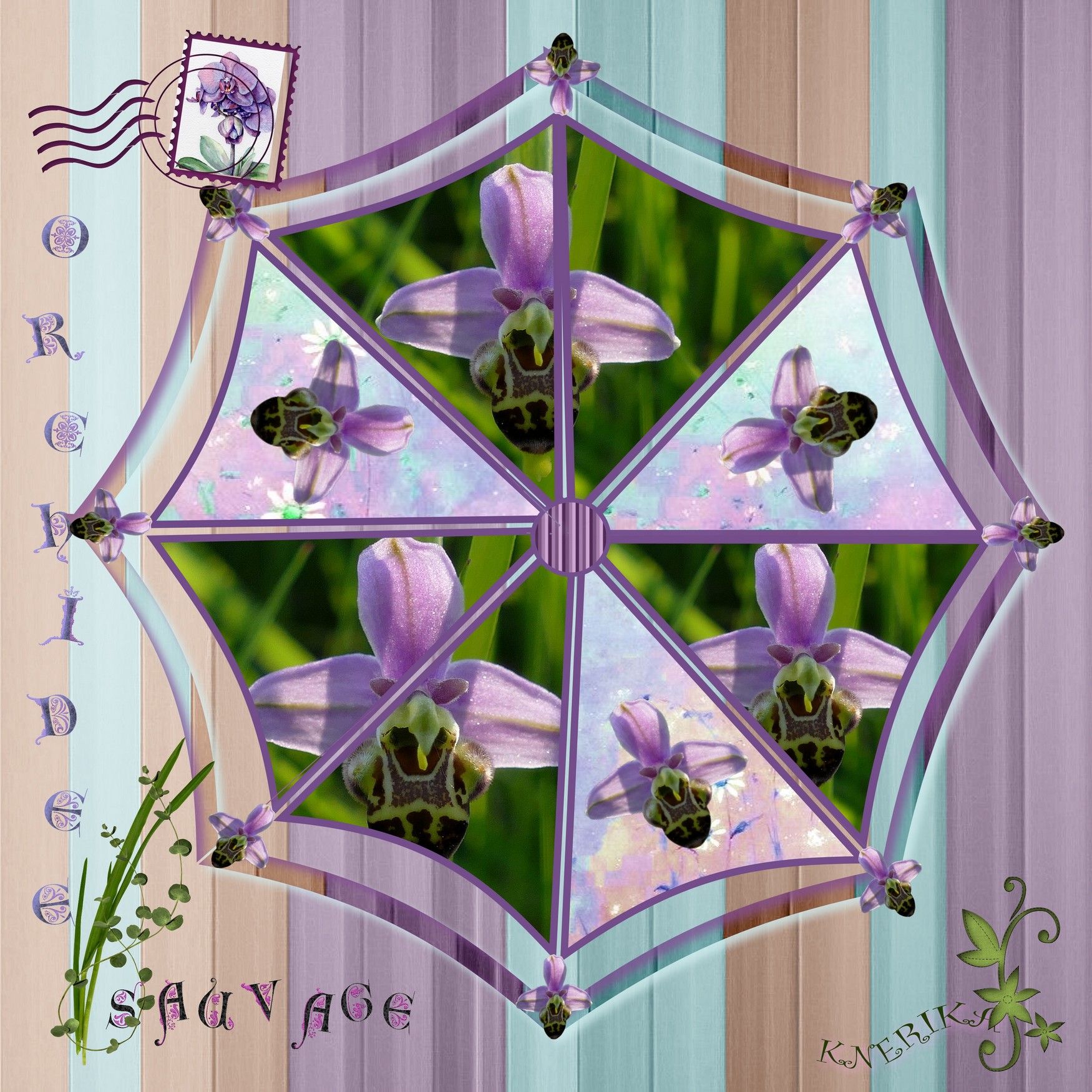 orchidée sauvage sur parasol. pour Anne Marie