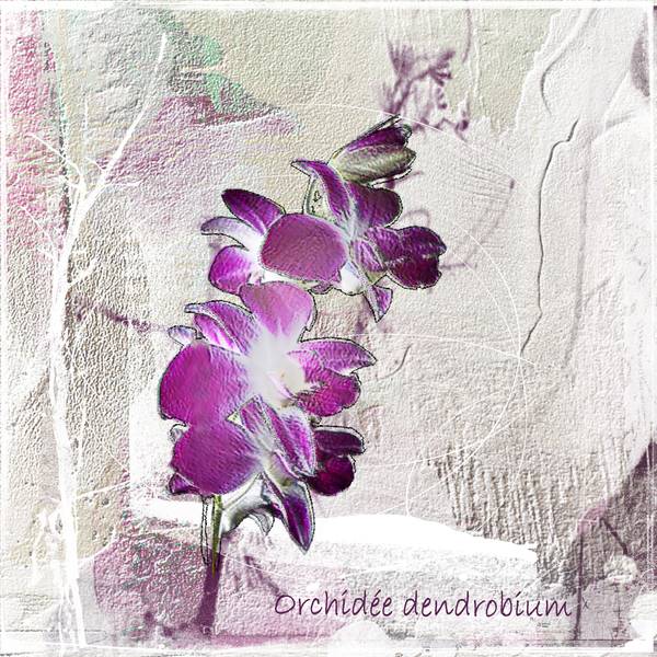 orchidée
