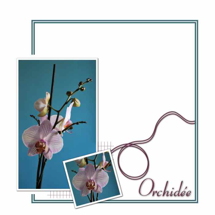 Orchidée