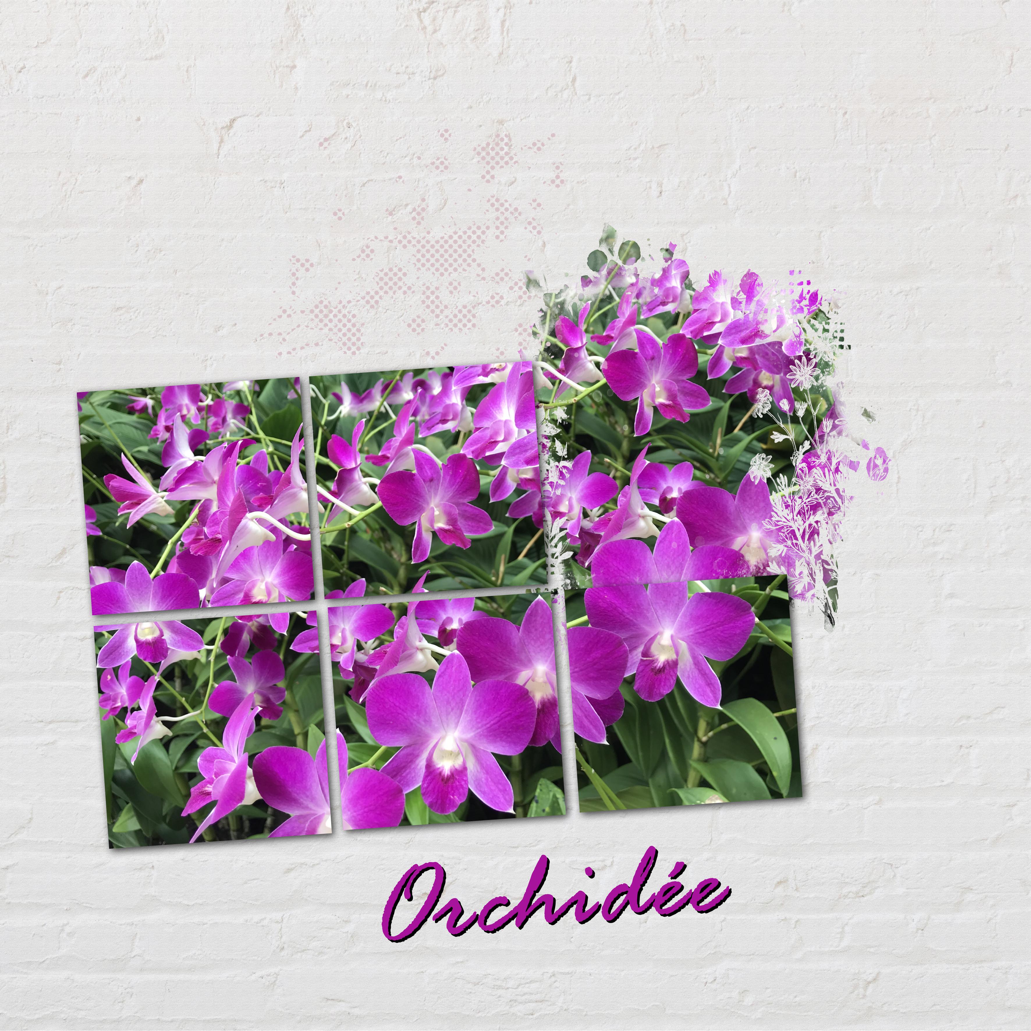 orchidée2.jpg