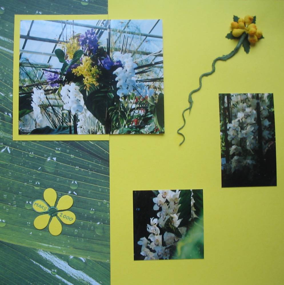 Orchidées (page droite)