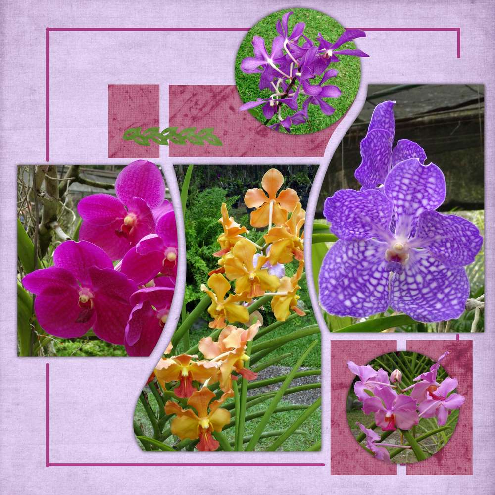 Orchidées