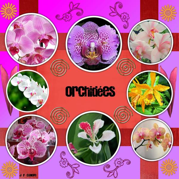Orchidées