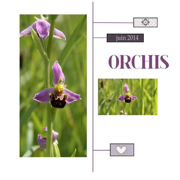 ORCHIS