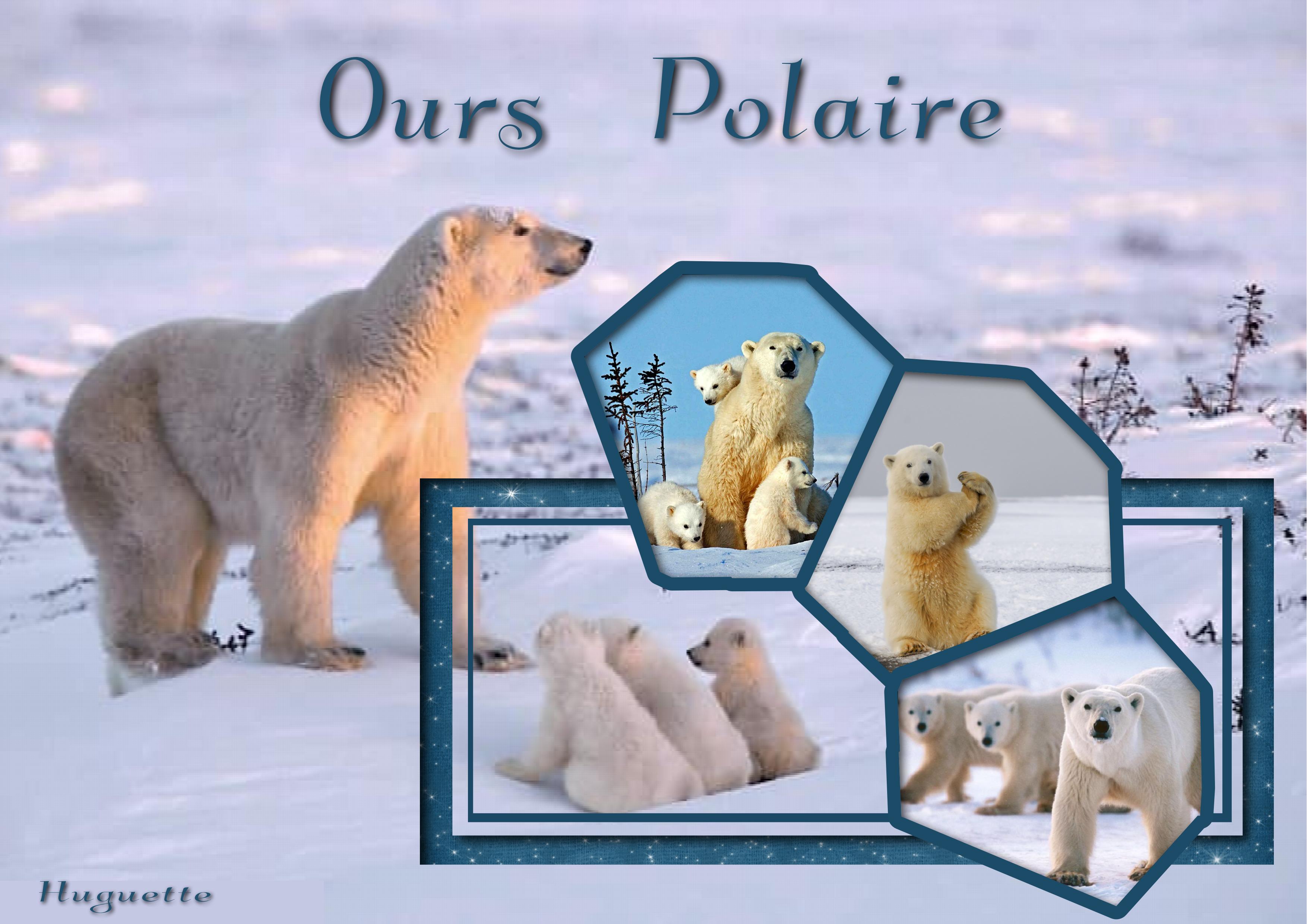 ours polaire  Huguette.jpg