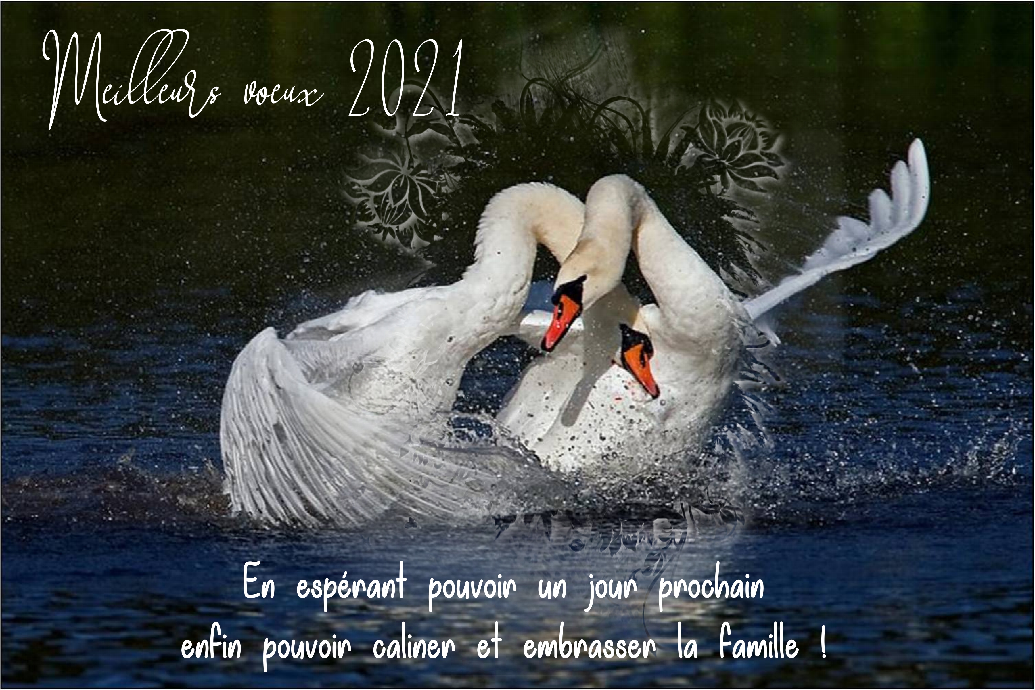 page libre janvier 2021 voeux jardin d'annevoie.jpg