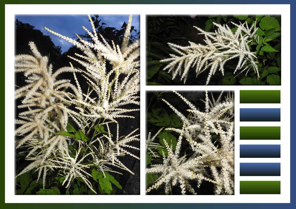 PANACHE HENRI IV (ARUNCUS DIOICUS)