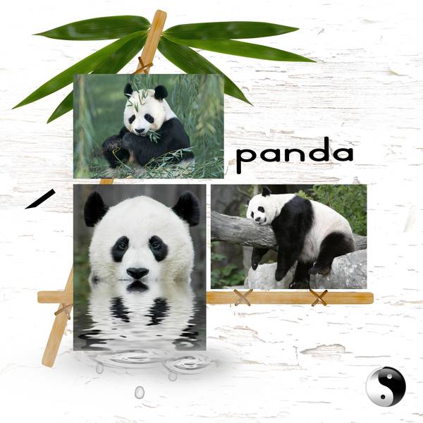 panda