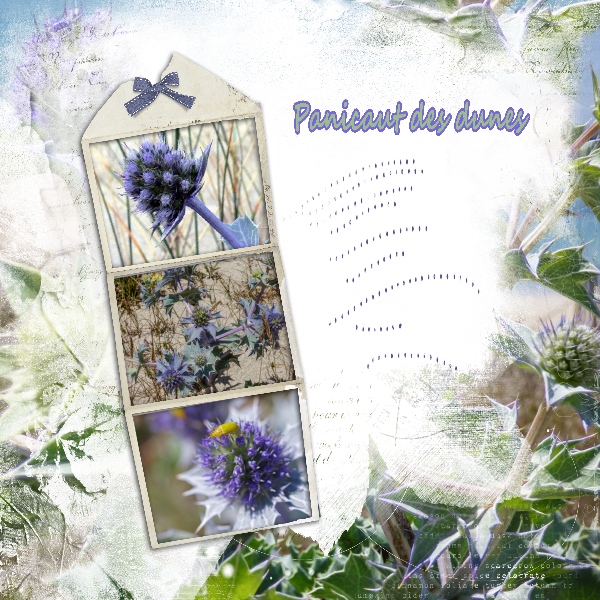 Panicaut des dunes