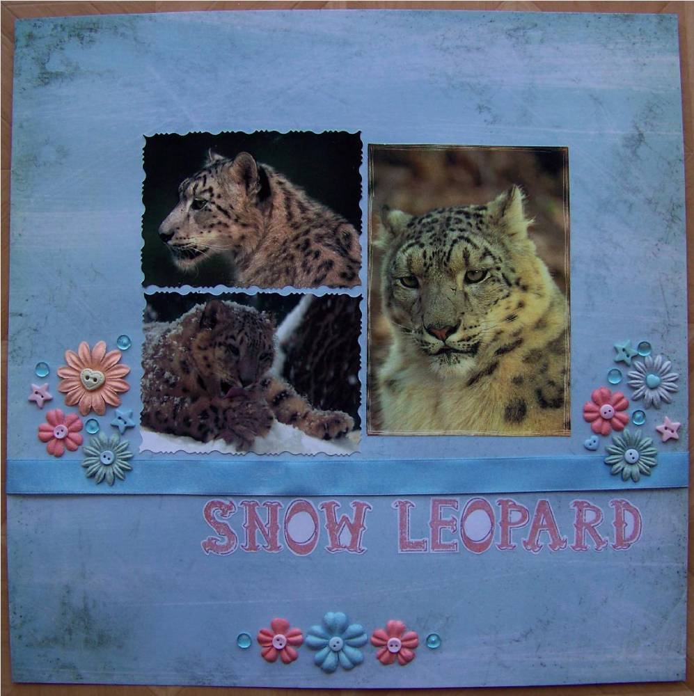 Panthère des neiges